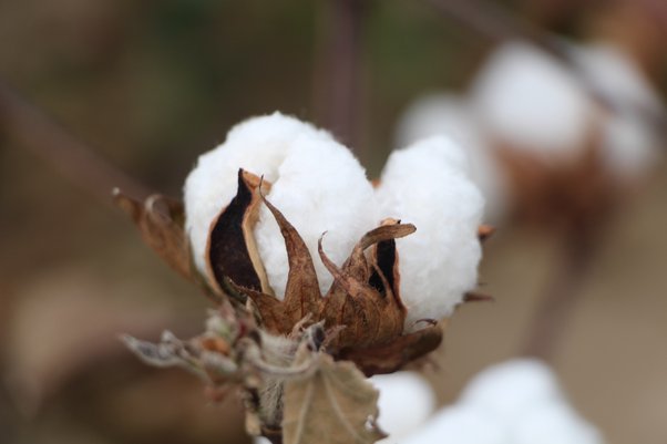 The Backbone of Sustainable Textiles