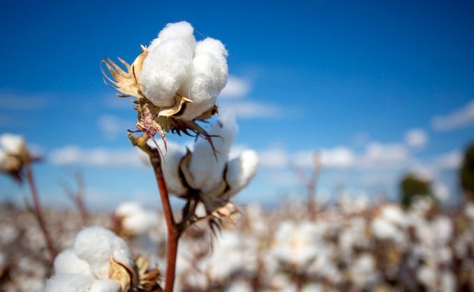Weekly Cotton Market Update – Week 11, 2026