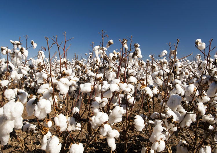 Weekly Cotton Market Update – Week 13, 2026