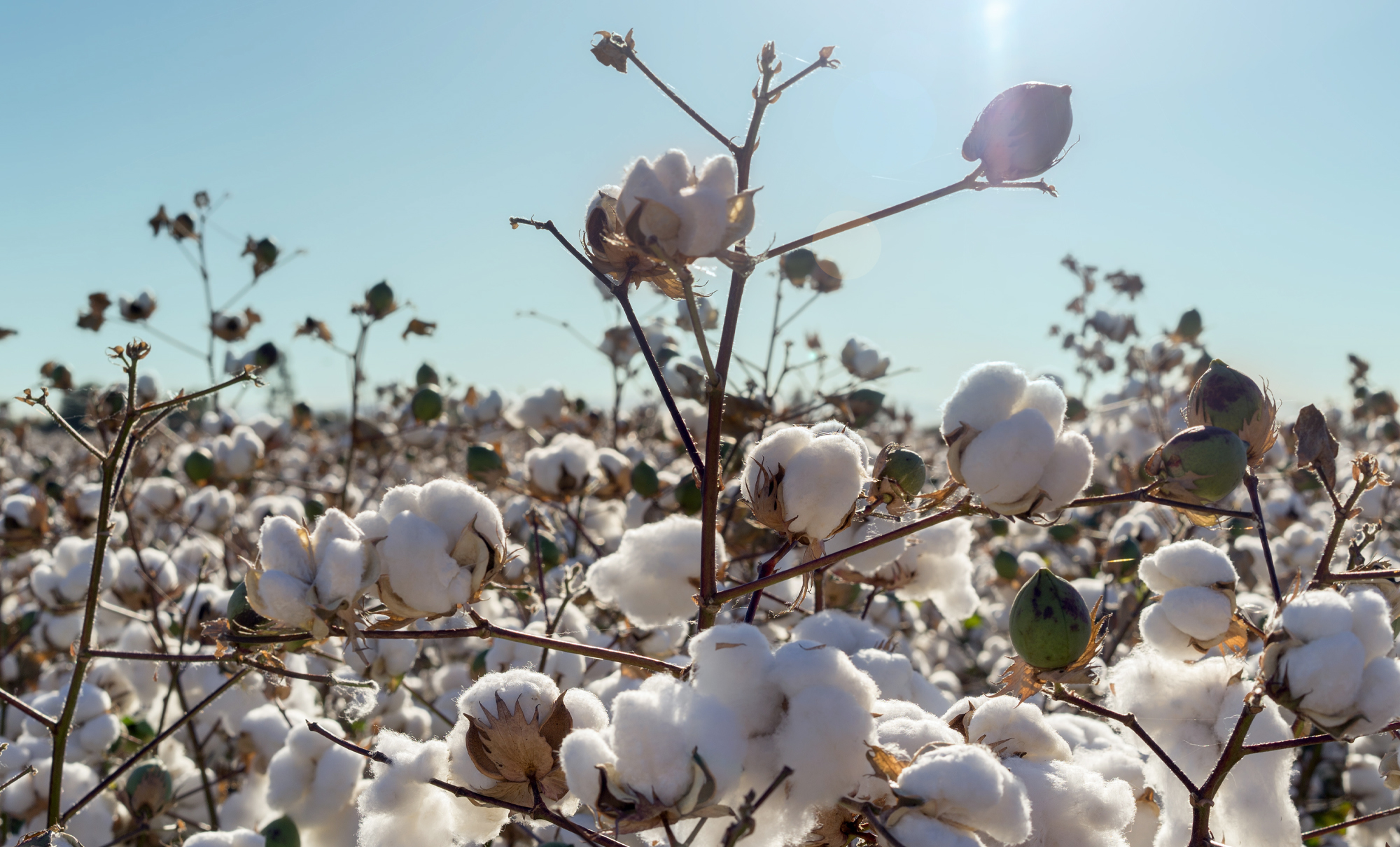 Regenerative Cotton
